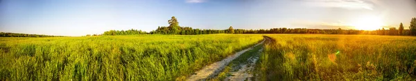 Zomer Landschap Gele Bloemen Heuvel Blauwe Hemel Bij Zonsondergang — Stockfoto
