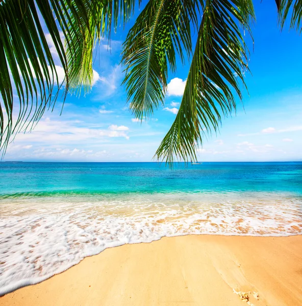 Spiaggia Tropicale Con Palma Cocco — Foto Stock