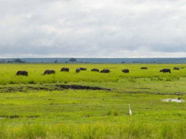 Güney Afrika 'nın manzara görüntüsü