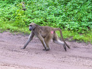 Vahşi Afrika maymun
