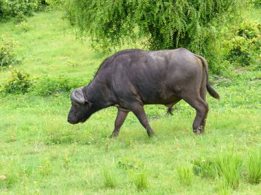 Bush yetişkin buffalo