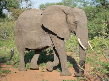 Natue vahşi Afrika fili