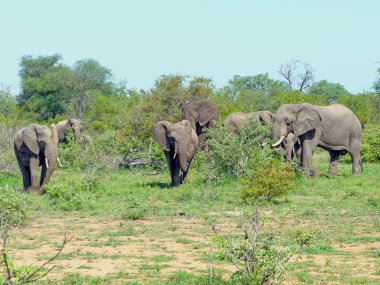 Natue vahşi Afrika fili