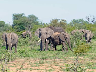Natue vahşi Afrika fili