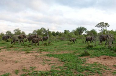 Natue vahşi Afrika fili