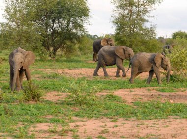 Natue vahşi Afrika fili