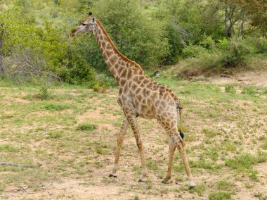 doğada vahşi Afrika zürafa