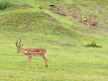 Vahşi Afrika impalas