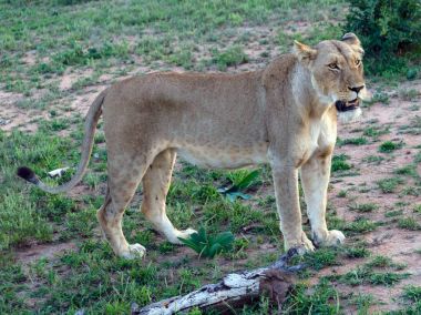 Kruger Park'ta yürüyordunuz yetişkin aslan