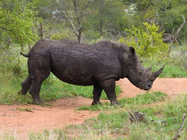 Vahşi Afrika gergedan yürüyüş