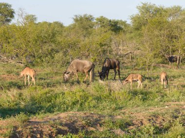 Vahşi Vahşi Afrika manda