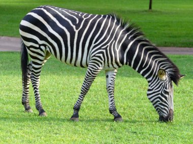 Doğada vahşi Afrika zebra