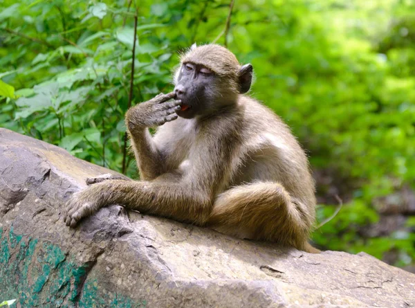 African Baboon Wild — Stock Photo, Image