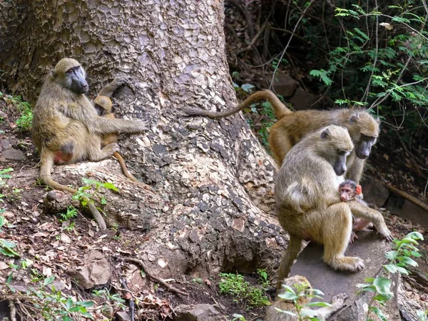 African Baboon Wild — Stock Photo, Image