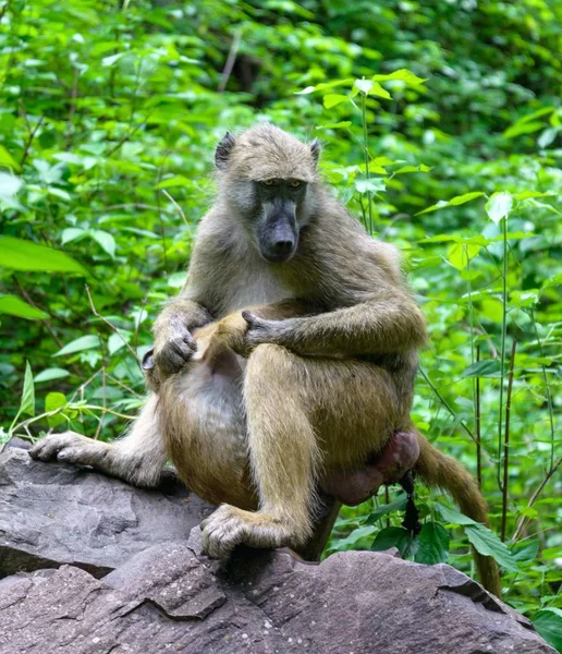 African Baboon Wild — Stock Photo, Image