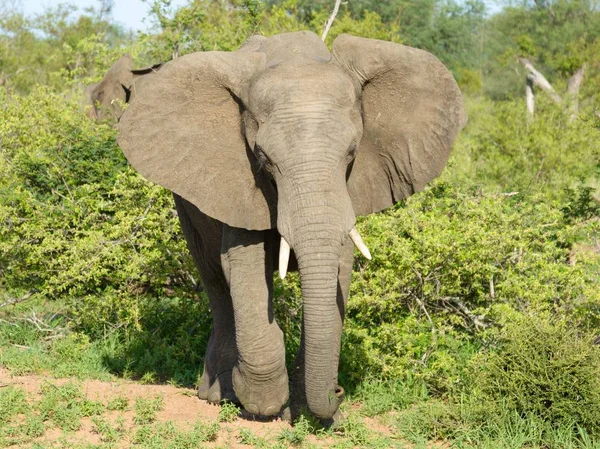 Elefante Africano Selvagem Natue — Fotografia de Stock