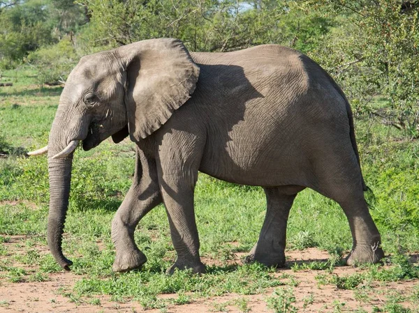 Elefante Africano Selvagem Natue — Fotografia de Stock