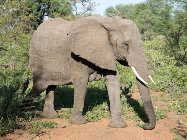 Natue Vahşi Afrika Fili — Stok fotoğraf