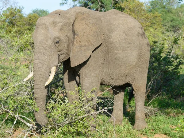 Elefante Africano Selvagem Natue — Fotografia de Stock