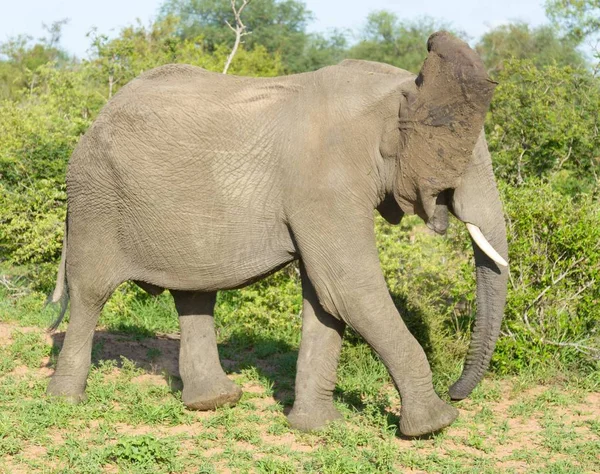 Elefante Africano Selvagem Natue — Fotografia de Stock