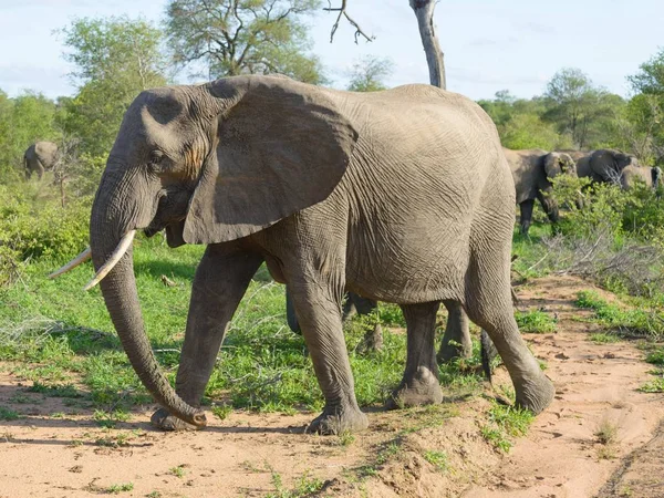 Natue Vahşi Afrika Fili — Stok fotoğraf