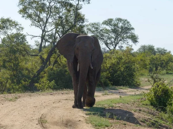 Elefante Africano Selvagem Natue — Fotografia de Stock