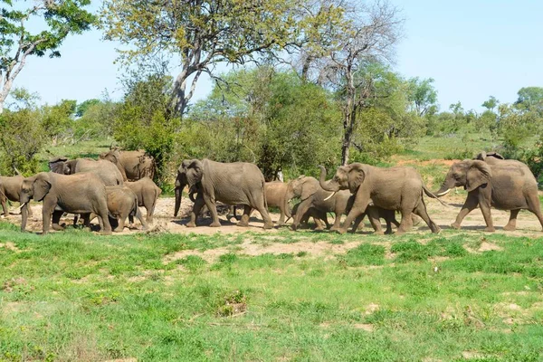 Afrikanischer Elefant Freier Natur — Stockfoto