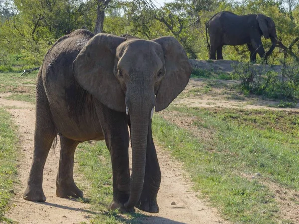 Natue Vahşi Afrika Fili — Stok fotoğraf