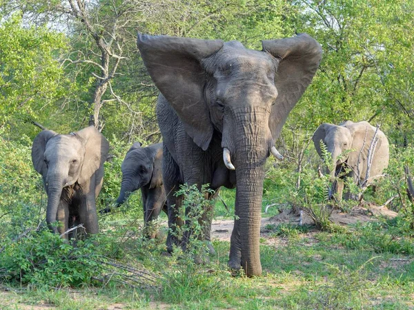 Elefante Africano Selvagem Natue — Fotografia de Stock
