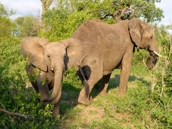 Natue Vahşi Afrika Fili — Stok fotoğraf