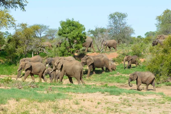 Afrikanischer Elefant Freier Natur — Stockfoto