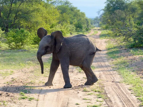 Natue Vahşi Afrika Fili — Stok fotoğraf