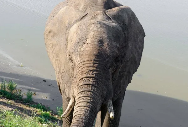 Άγριο Αφρικανικό Ελέφαντα Στη Natue — Φωτογραφία Αρχείου