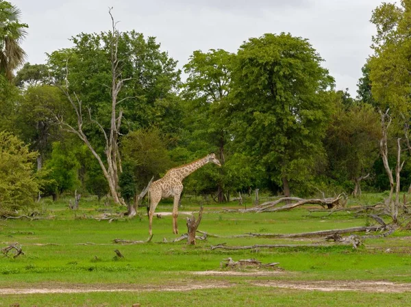 Giraffe Africane Selvagge Natura — Foto Stock