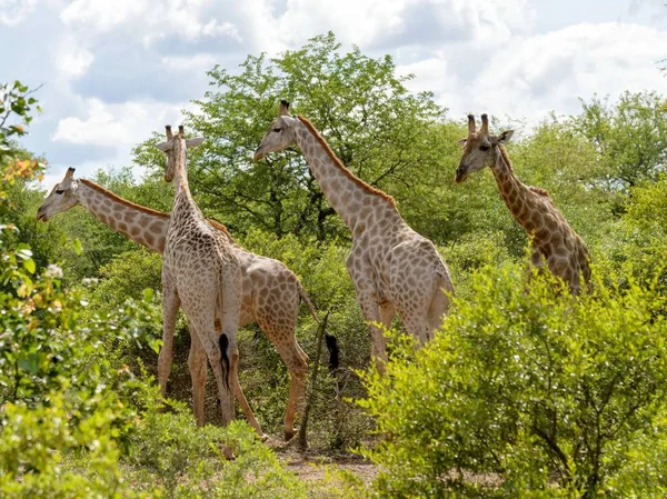 Giraffe Africane Selvagge Natura — Foto Stock