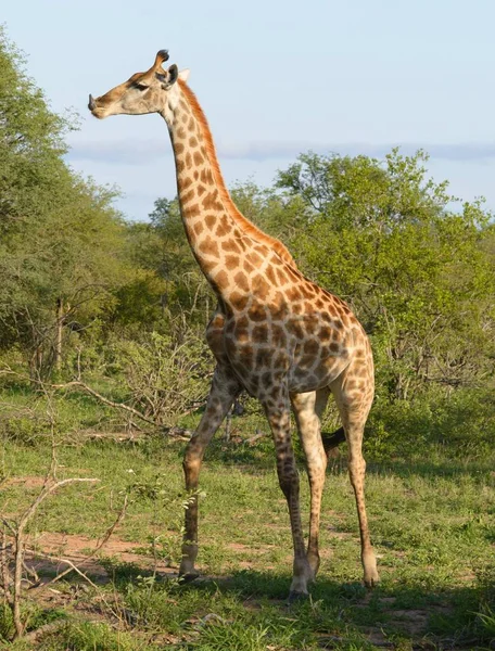 doğada vahşi Afrika zürafa