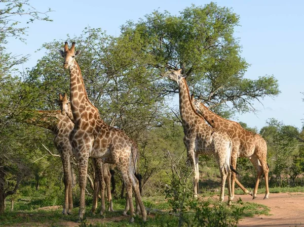 Afrikanische Giraffen Freier Natur — Stockfoto