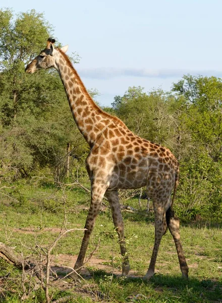 Girafas Africanas Selvagens Natureza — Fotografia de Stock