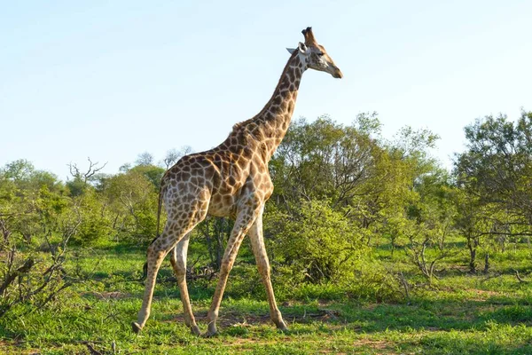 Jirafas Salvajes Africanas Naturaleza — Foto de Stock