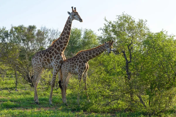Giraffe Africane Selvagge Natura — Foto Stock