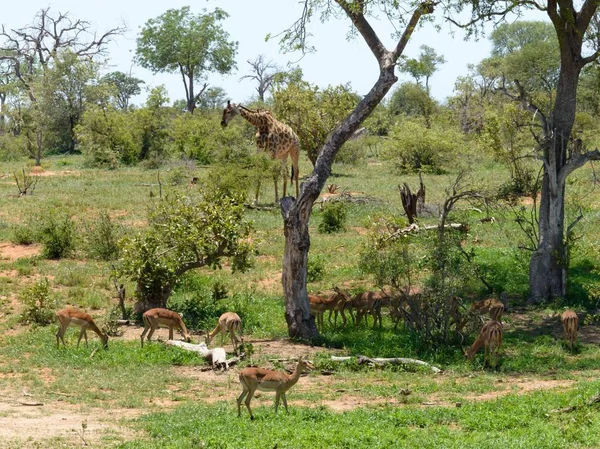 doğada vahşi Afrika zürafa