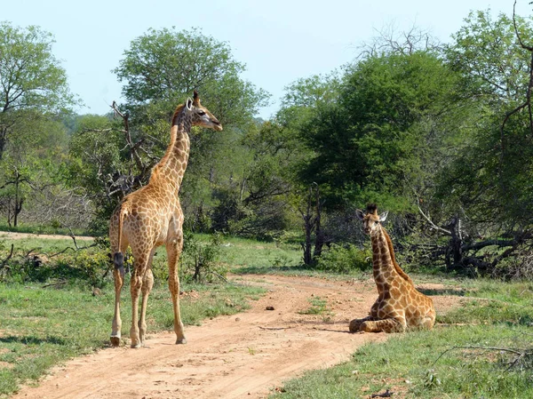 Giraffe Africane Selvagge Natura — Foto Stock