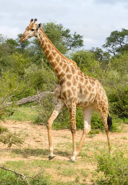 Girafas Africanas Selvagens Natureza — Fotografia de Stock