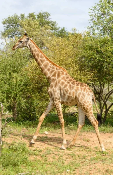 Afrikanische Giraffen Freier Natur — Stockfoto