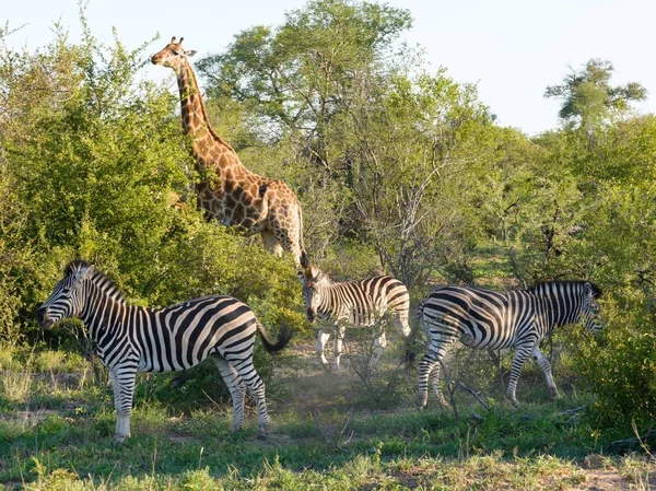Afrikanisches Zebra Und Giraffe Freier Natur — Stockfoto