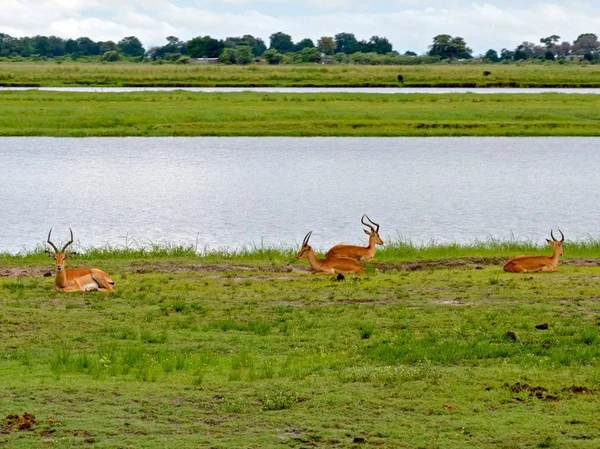 Afrikanische Impalas Freier Wildbahn — Stockfoto