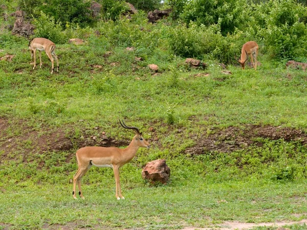 非洲黑斑羚在野外 — 图库照片