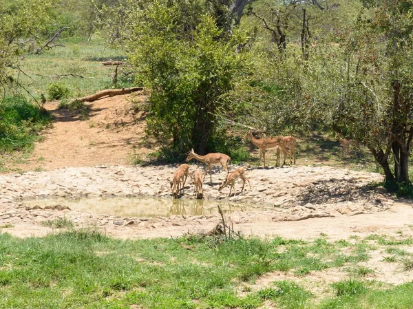 非洲黑斑羚在野外 — 图库照片