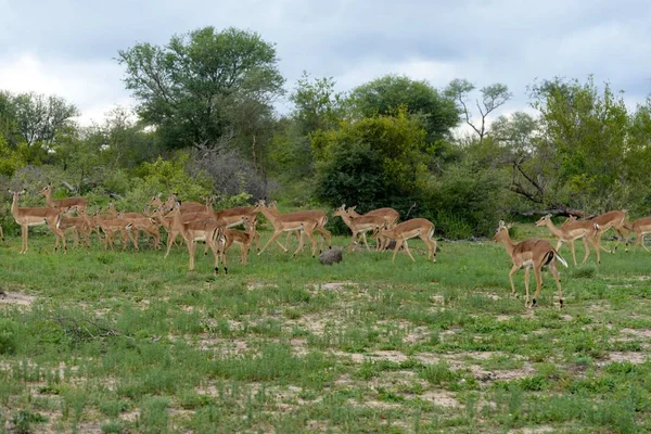 African Impalas Wild — Stock Photo, Image