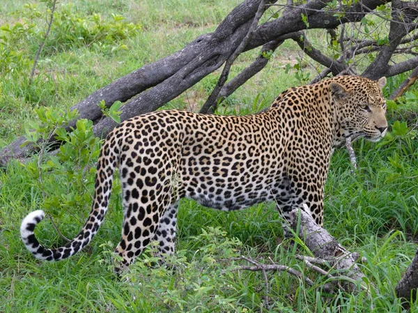 Wilde Leoparden Kruger Park — Stockfoto